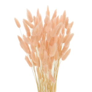 Dried light pink Lagurus - bunny tail grass ~60 stems