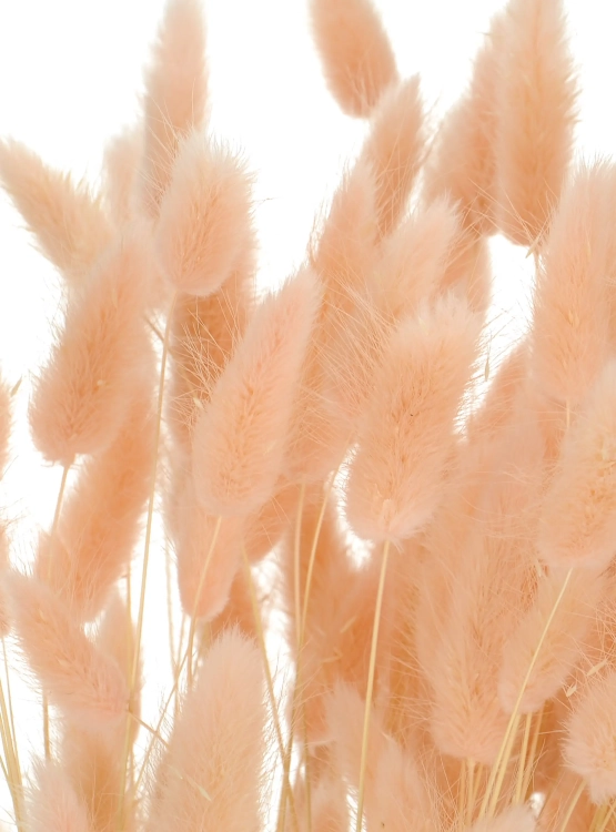 Dried light pink Lagurus - bunny tail grass ~60 stems