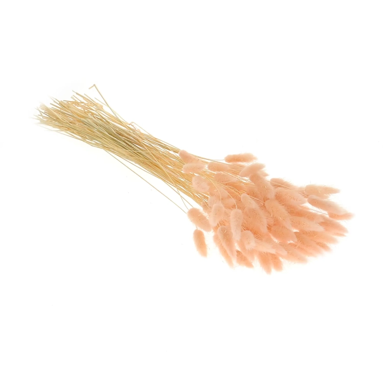 Dried light pink Lagurus - bunny tail grass ~60 stems