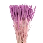 Dried lilac Timothy (Phleum) - bunch