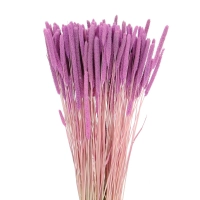 Dried lilac Timothy (Phleum) - bunch