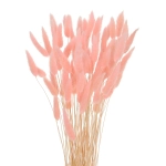 Dried pink Lagurus - bunny tail grass ~60 stems
