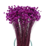 Glixia, violett - Strauß ~350 Stk. - Trockenblumen