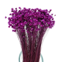 Dried violet Glixia - bunch - dried flowers