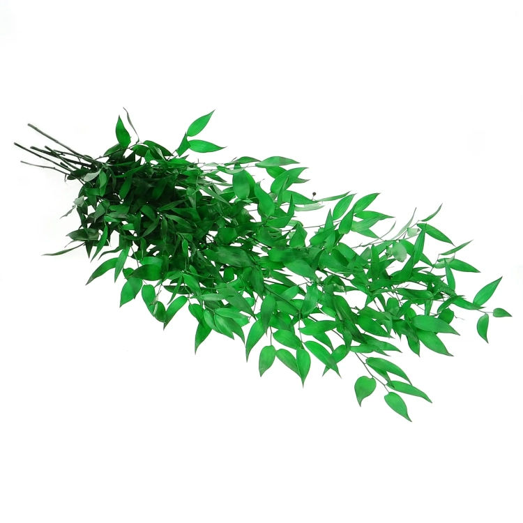Preserved green Ruscus - bunch