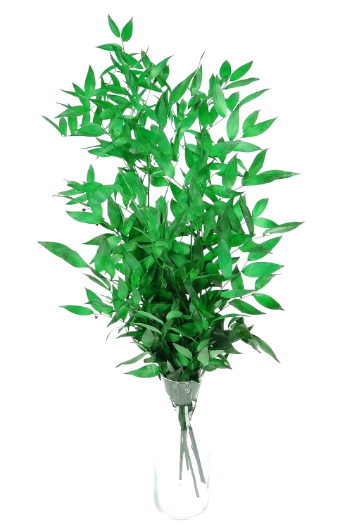 Preserved green Ruscus - bunch