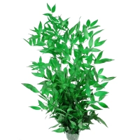 Preserved green Ruscus - bunch