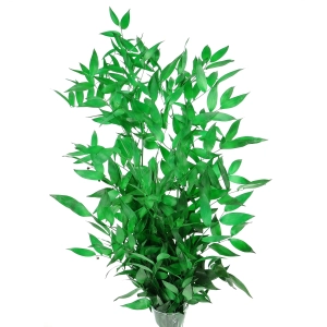 Preserved green Ruscus - bunch