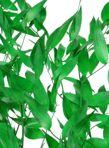 Preserved green Ruscus - bunch