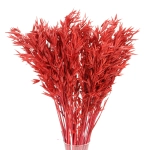 Dried red Avena - bunch ~50 stems