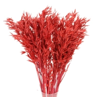 Dried red Avena - bunch ~50 stems