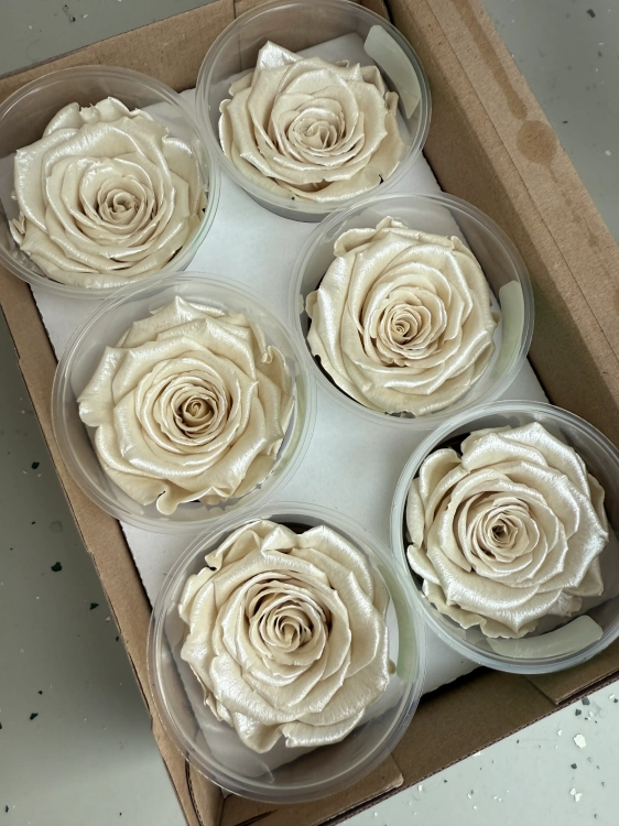 Everlasting rose (preserved) pearl white - large