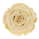 Everlasting rose (preserved) champagne - large