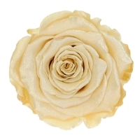 Everlasting rose (preserved) champagne - large