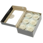 Everlasting roses (preserved) pearl white - large - set 6 pcs