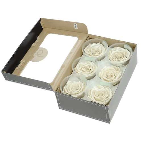 Everlasting roses (preserved) pearl white - large - set 6 pcs
