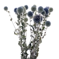 Kugeldistel (Echinops), blau - Strauß - Trockenblumen