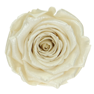 Everlasting roses (preserved) pearl white - large - set 6 pcs