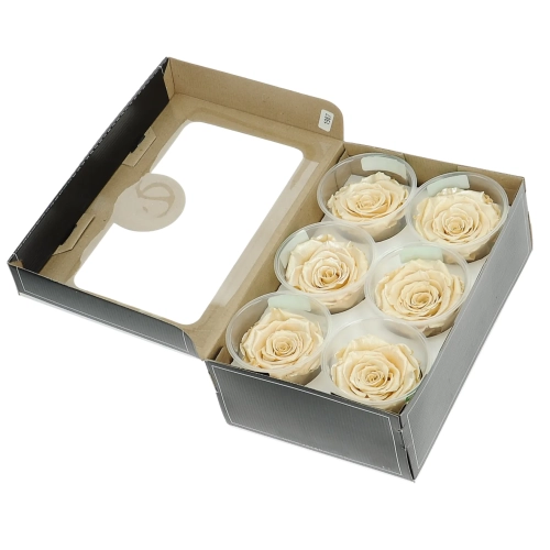 Everlasting roses (preserved) champagne - large - set 6 pcs