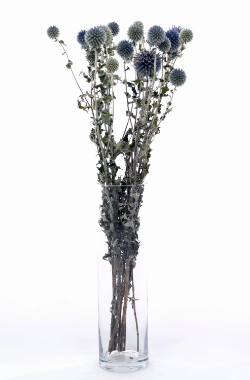 Kugeldistel (Echinops), blau - Strauß - Trockenblumen