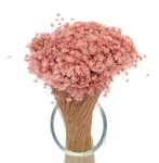 Dried powder pink Glixia - bunch - dried flowers