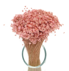 Suszona gliksja, glixia pudrowy różowy - bukiet - suszone kwiaty