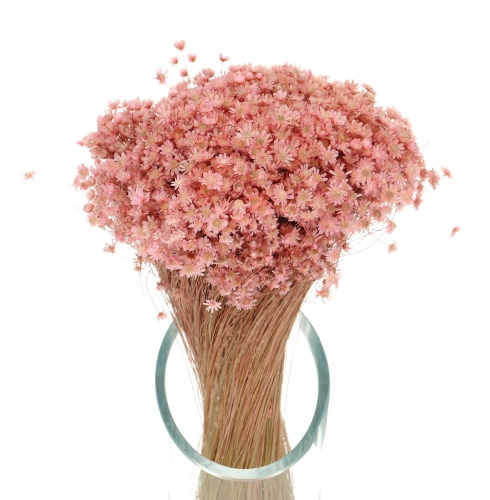 Suszona gliksja, glixia pudrowy różowy - bukiet - suszone kwiaty