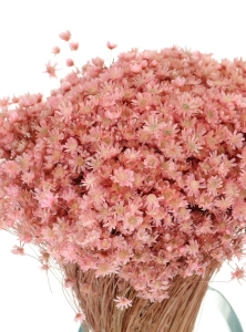 Dried powder pink Glixia - bunch - dried flowers