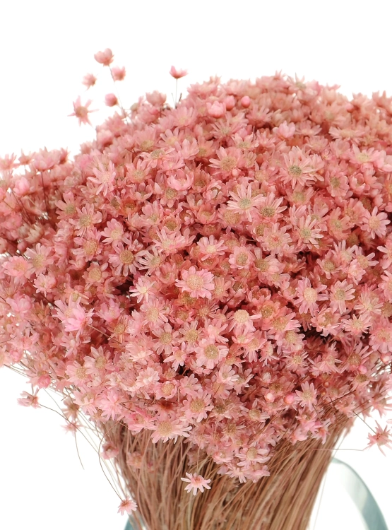 Dried powder pink Glixia - bunch - dried flowers