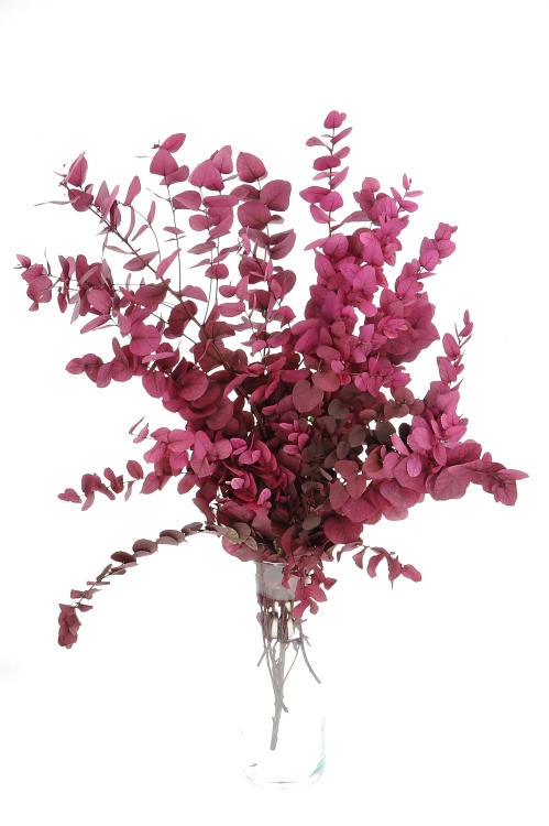 Preserved Eucalyptus Stuartiana Pink - bunch