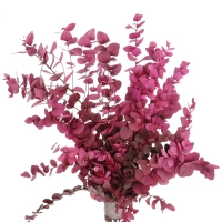 Preserved pink Eucalyptus Stuartiana - bunch