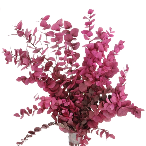 Preserved Eucalyptus Stuartiana Pink - bunch