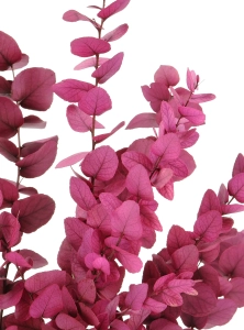 Preserved Eucalyptus Stuartiana Pink - bunch