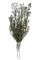 Stabilizowany eukaliptus parvifoglia - bukiet