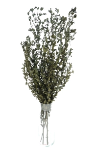 Stabilizowany eukaliptus parvifoglia - bukiet