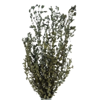 Preserved Eucalyptus Parvifoglia - bunch 