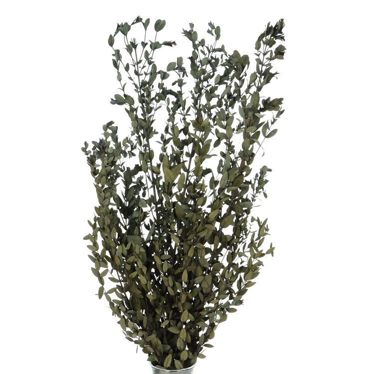 Stabilizowany eukaliptus parvifoglia - bukiet