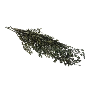 Stabilizowany eukaliptus parvifoglia - bukiet