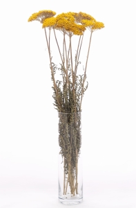 Dried yellow Achillea - bunch - dried flowers