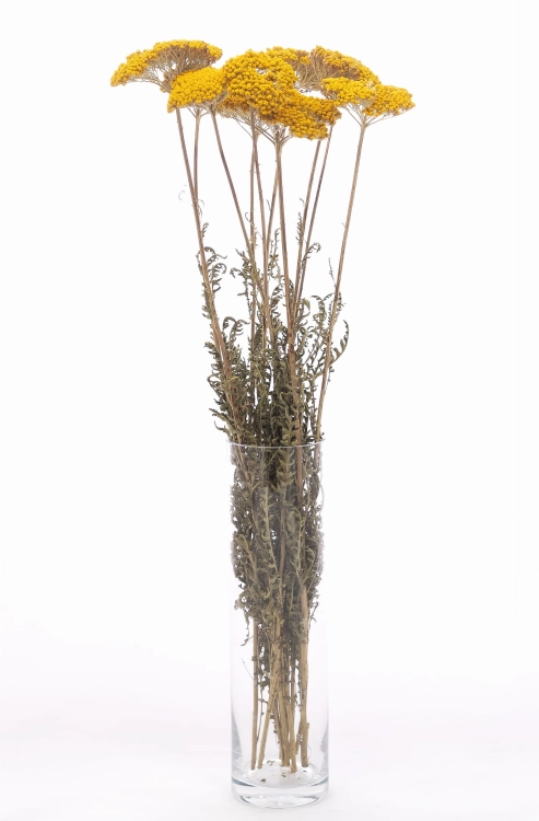 Dried yellow Achillea - bunch - dried flowers