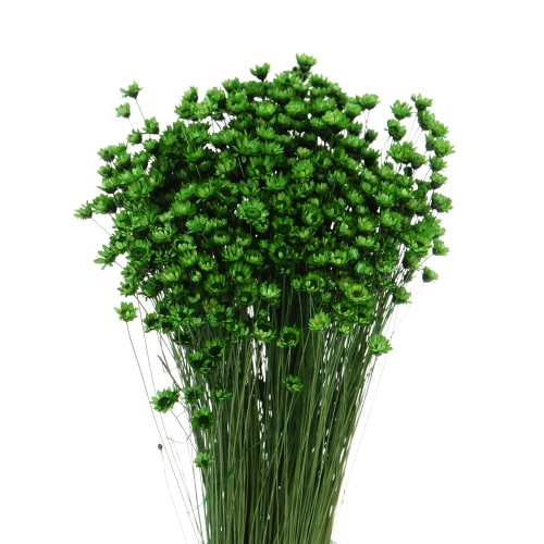 Suszona gliksja, glixia zielona - bukiet - suszone kwiaty