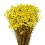 Dried yellow Glixia - bunch - dried flowers