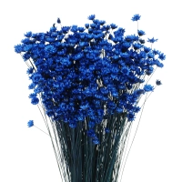 Dried navy blue pink Glixia - bunch - dried flowers