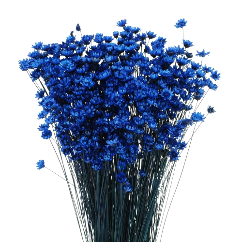 Suszona gliksja, glixia granatowa - bukiet - suszone kwiaty