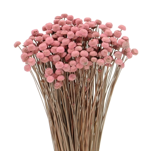 Suszone botao (Amarelino) różowe - bukiet ~100 szt. - suszone kwiaty