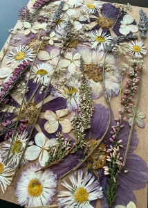 Pressed flowers - set with Cosmos ~40 pcs