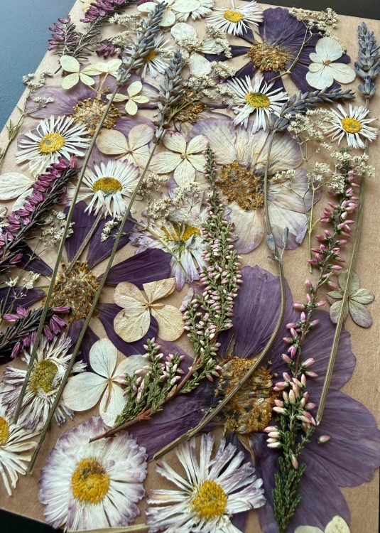 Pressed flowers - set with Cosmos ~40 pcs