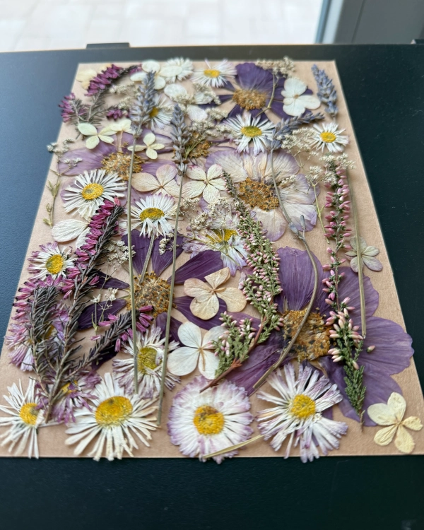 Pressed flowers - set with Cosmos ~40 pcs