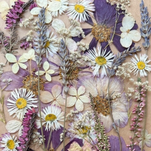 Pressed flowers - set with Cosmos ~40 pcs