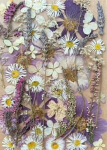 Pressed flowers - set with Cosmos ~40 pcs
